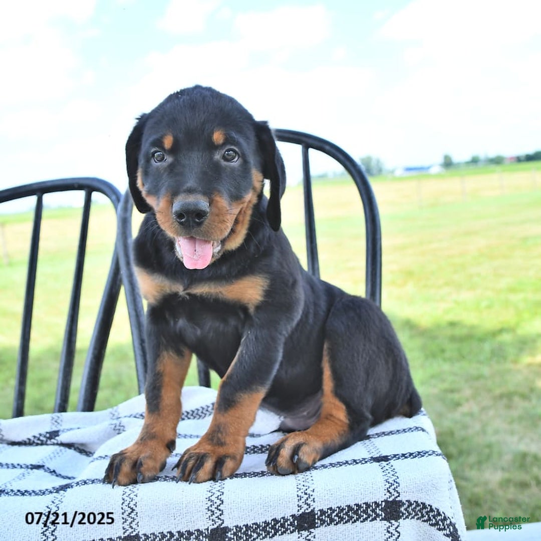 Rottweiler dogs for sale: Duke - Image 5