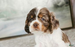 Cocker Spaniel dogs for sale: Beckham - Image 10