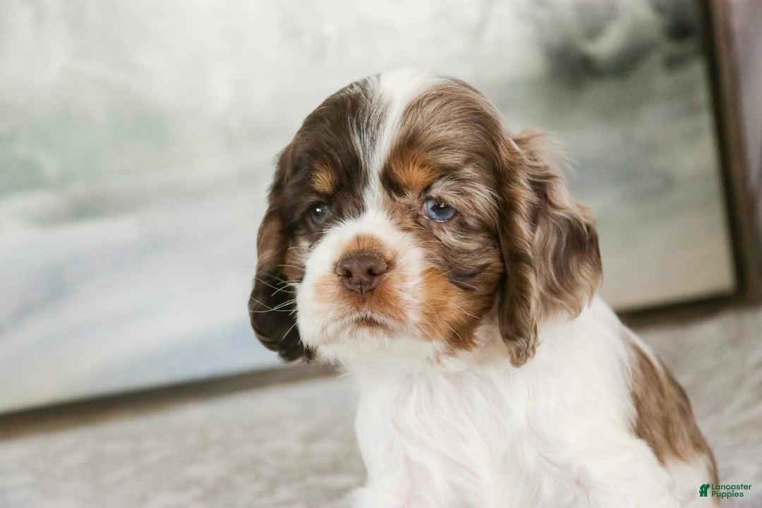 Cocker Spaniel dogs for sale: Beckham - Image 10