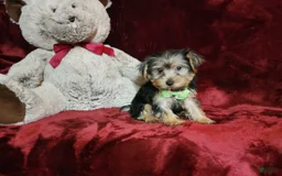 Yorkshire Terrier dogs for sale: Kiwi - Image 6