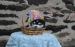 Alaskan Malamute dogs for sale: Lacey - Image 4