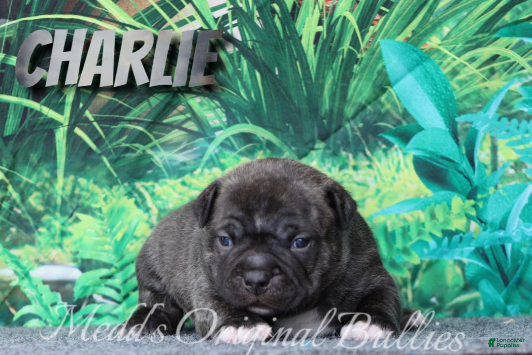 American Bully dogs for sale: Bravo - Image 7