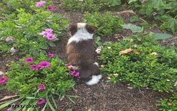 Border Collie dogs for sale: Sammy - Image 1