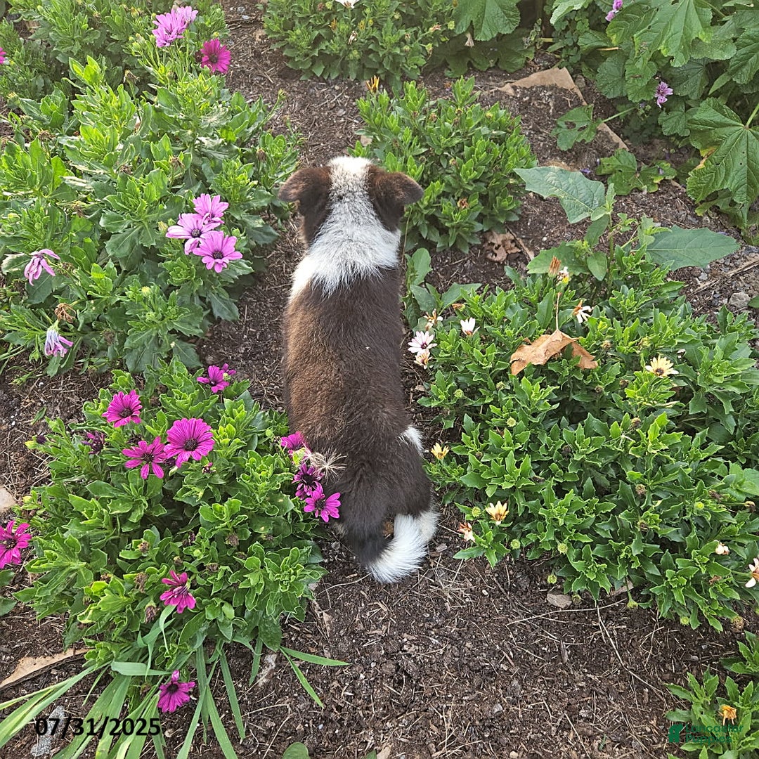 Border Collie dogs for sale: Sammy - Image 1