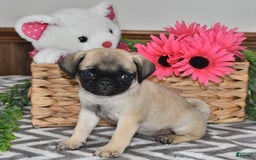 Pug dogs for sale: Lily - Image 3