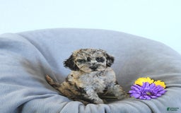 Mini Goldendoodle dogs for sale: Liam Rare Color - Image 1