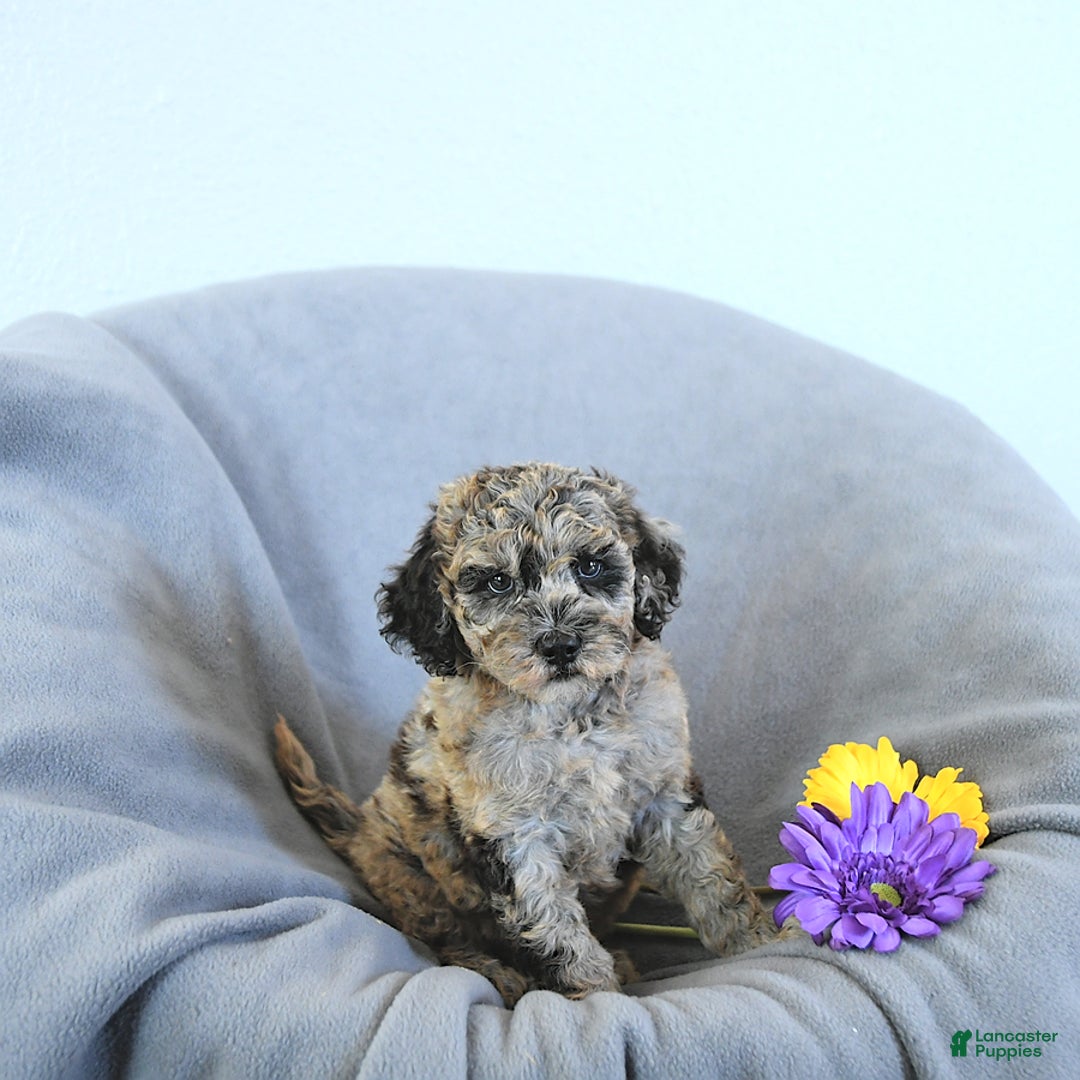 Mini Goldendoodle dogs for sale: Liam Rare Color - Image 1