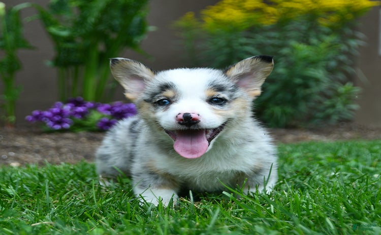 Welsh Corgi Pembroke dogs for sale - Ad 3