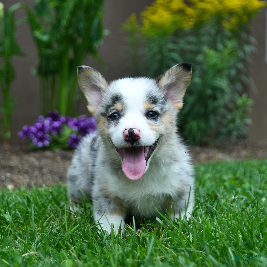 Welsh Corgi Pembroke dogs for sale: Jenson - Image 1