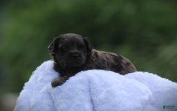 Cockapoo dogs for sale: Yukon - Image 5