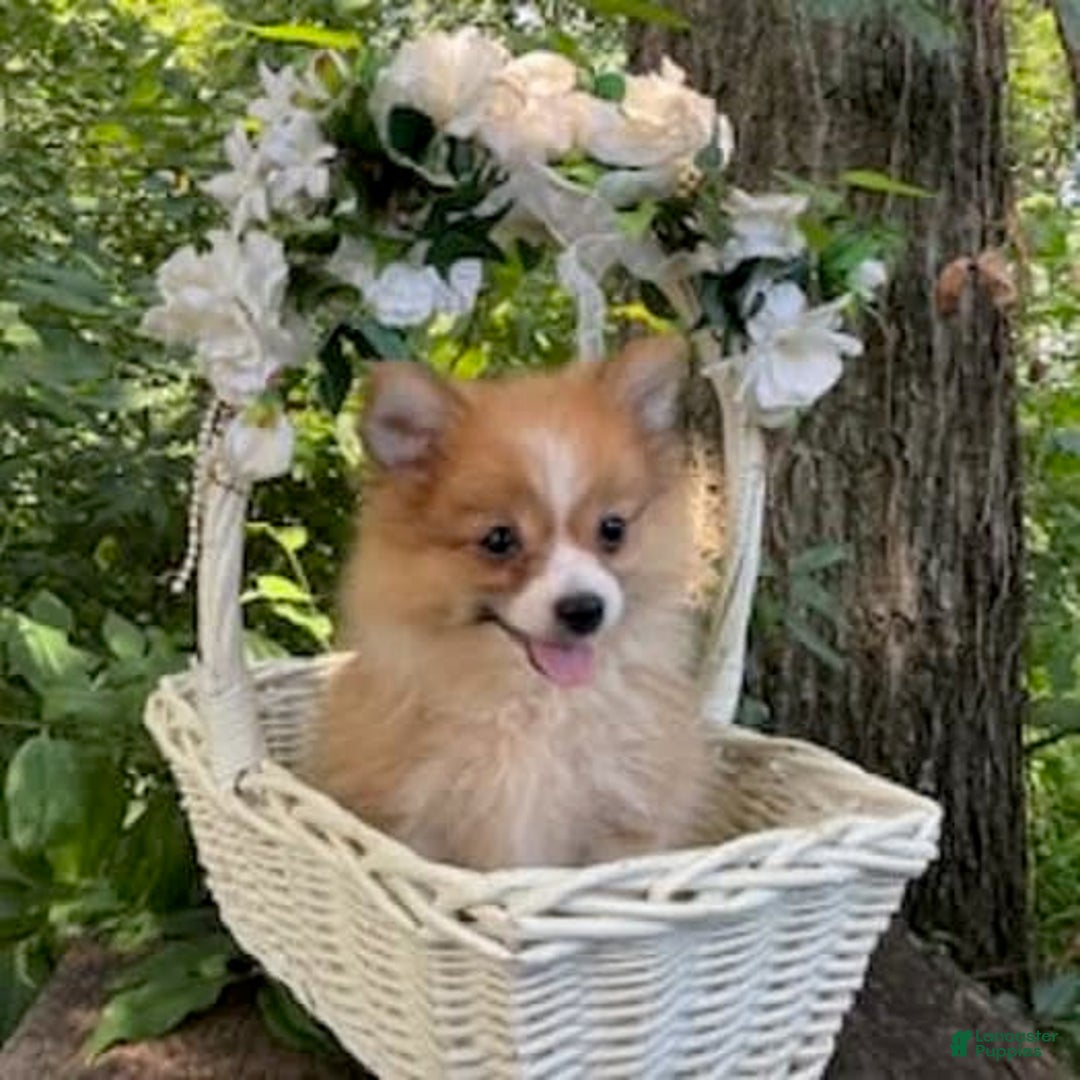 Pomeranian dogs for sale: Betsy - Image 6