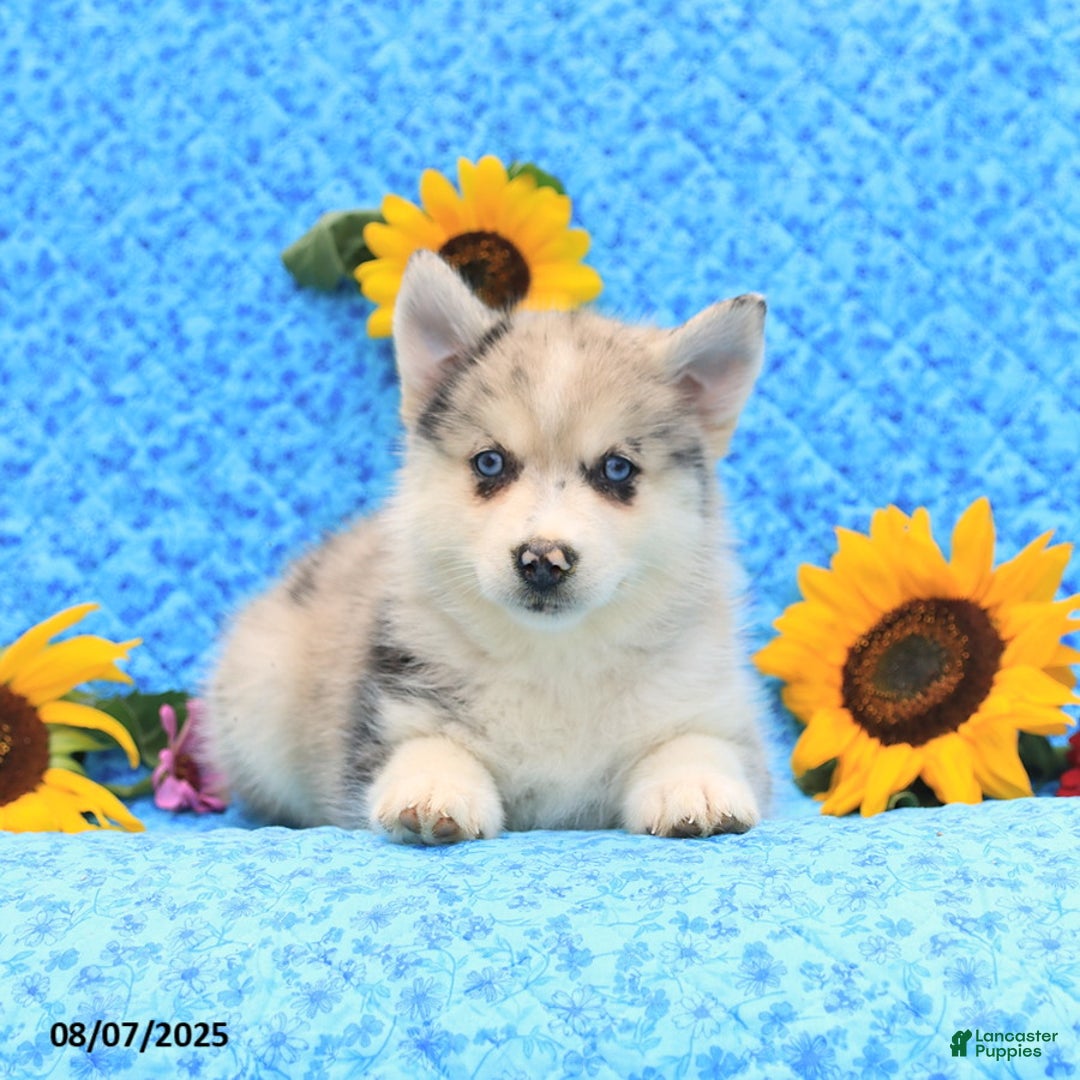 Pomsky dogs for sale: Maisie - Image 4