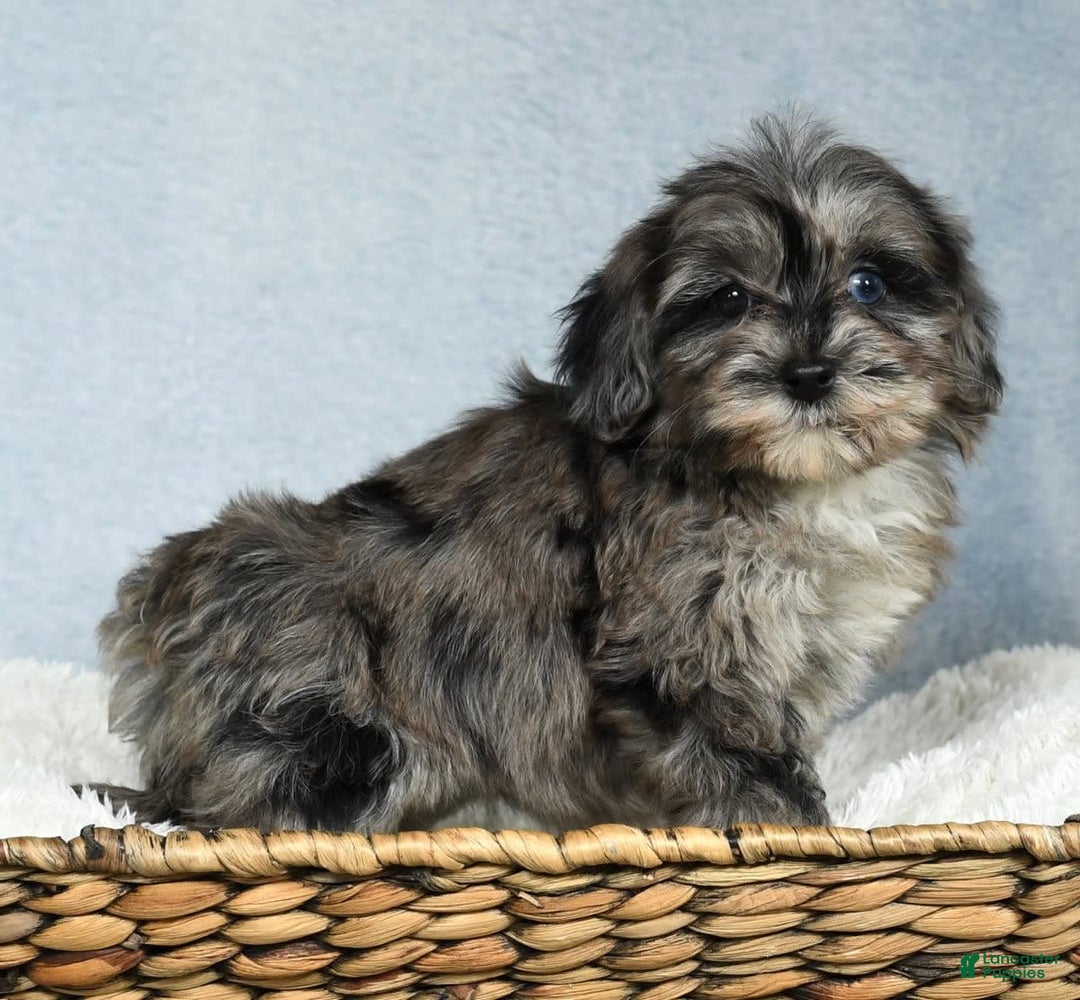Havapoo dogs for sale: Wendy - Image 7