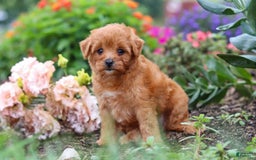 Maltipoo dogs for sale: Sophie - Image 1