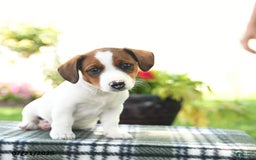 Jack Russell Terrier dogs for sale: Max - Image 1