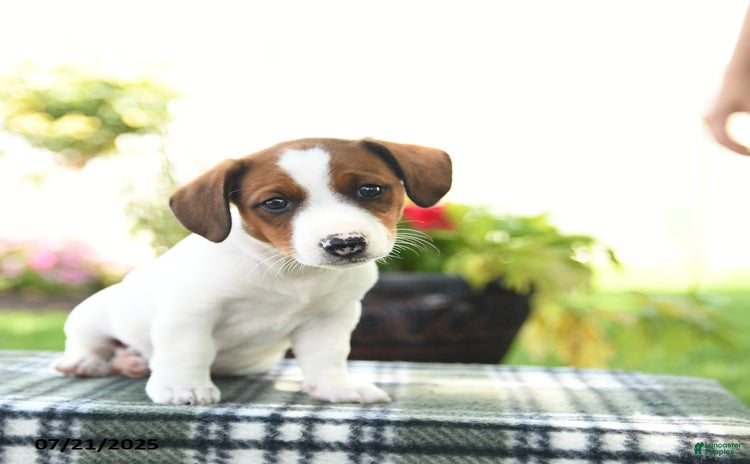 Jack Russell Terrier dogs for sale - Ad 1