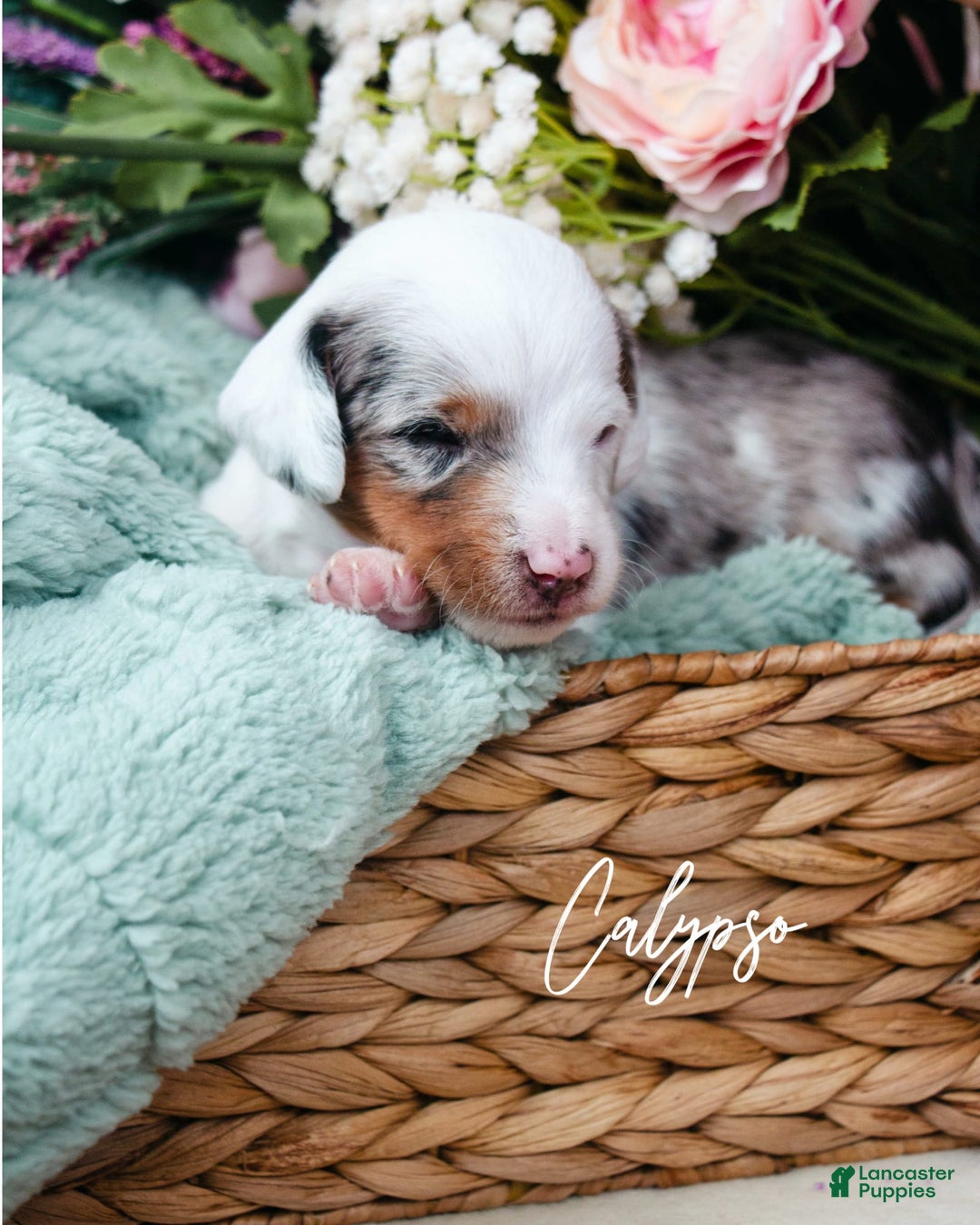 Doxiepoo dogs for sale: Calypso - Image 5