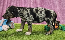 Catahoula Leopard Dog dogs for sale: Duchess 2025 Female 6 - Image 3