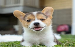 Welsh Corgi Pembroke dogs for sale: Lyla - Image 14