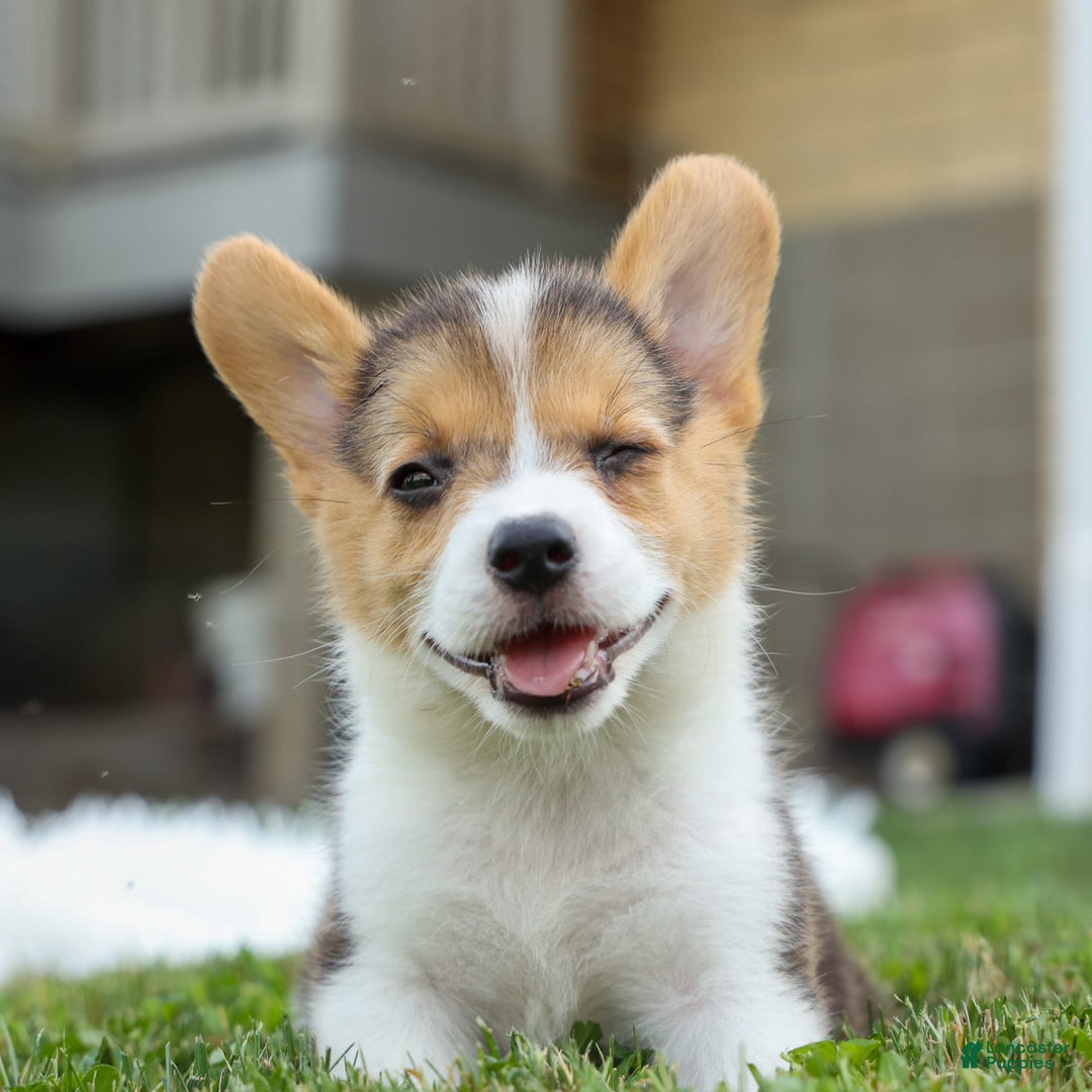 Welsh Corgi Pembroke dogs for sale: Lyla - Image 14
