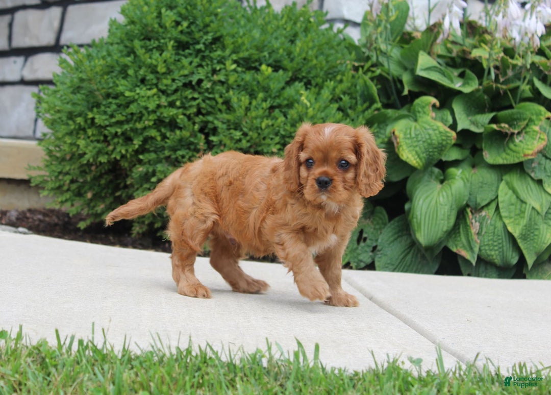 Cavalier King Charles Spaniel dogs for sale: Bentley - Image 10