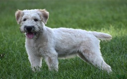 Soft Coated Wheaten Terrier dogs for sale: Jazzie - Image 2