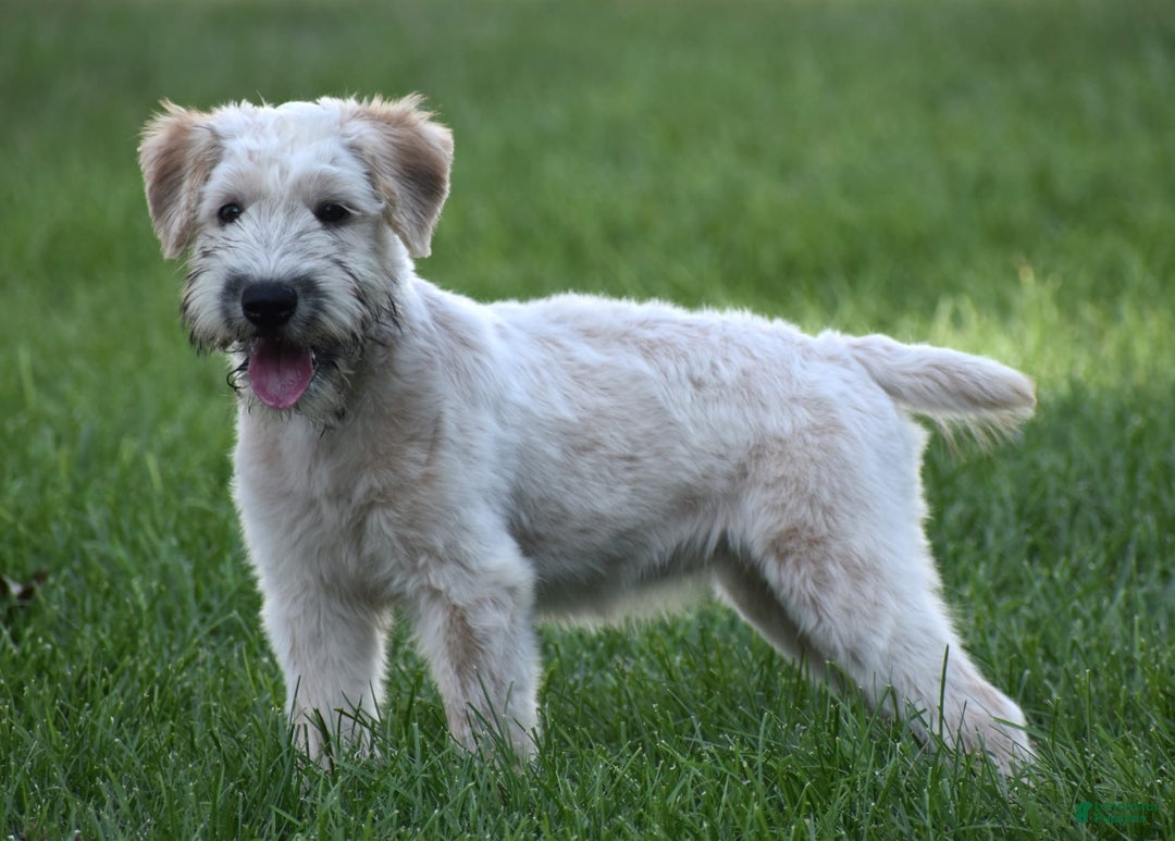 Soft Coated Wheaten Terrier dogs for sale: Jazzie - Image 2