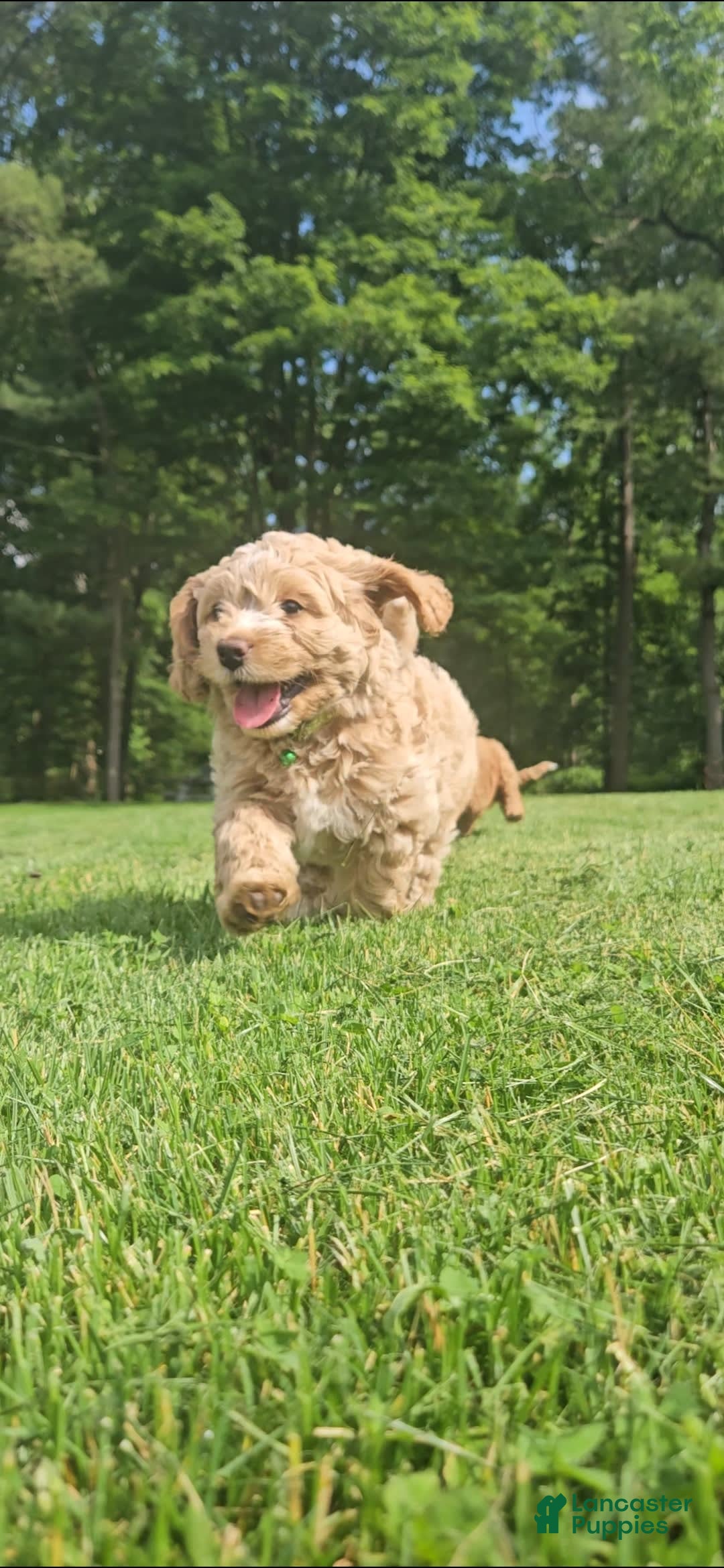 Miniature Poodle dogs for sale: Tank - Image 5
