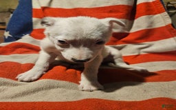 Border Collie dogs for sale: Dreami - Image 4