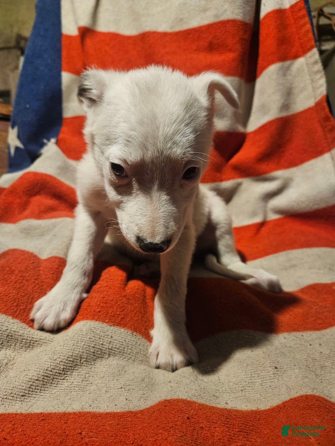 Border Collie dogs for sale: Dreami - Image 4