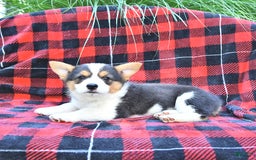 Welsh Corgi Pembroke dogs for sale: Mercy - Image 3