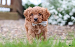 Cavapoo dogs for sale: Kobe - Image 4