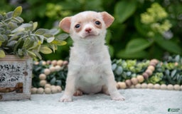 Chihuahua dogs for sale: Caramel - Image 3
