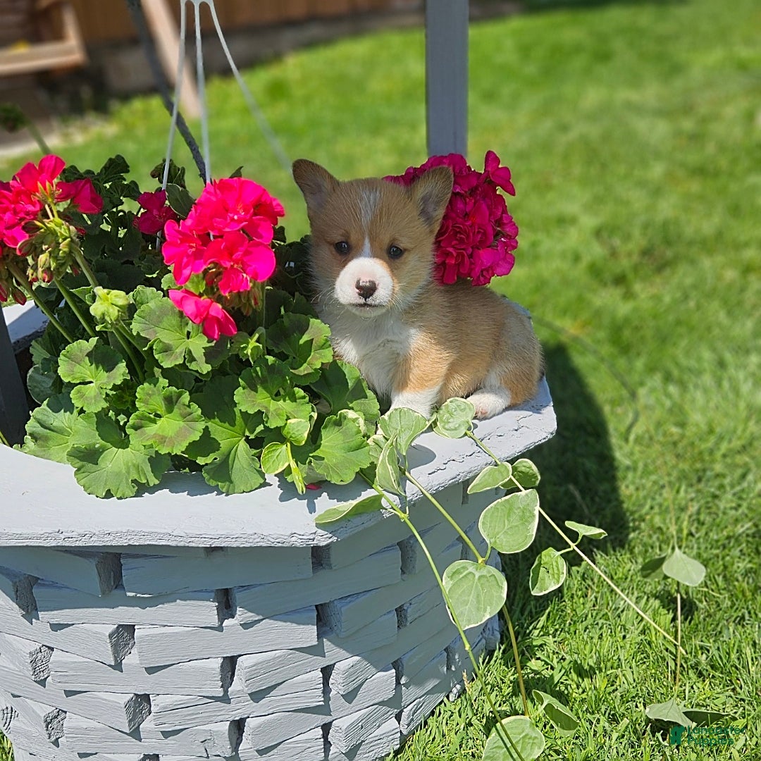 Welsh Corgi Pembroke dogs for sale: Popcorn - Image 1