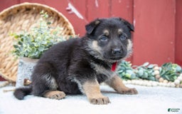 German Shepherd dogs for sale: Salem - Image 5