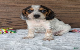 Beagle dogs for sale: Lexi - Image 5