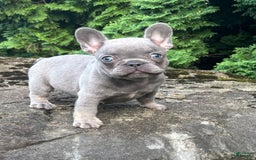 French Bulldog dogs for sale: Geoergia - Image 2