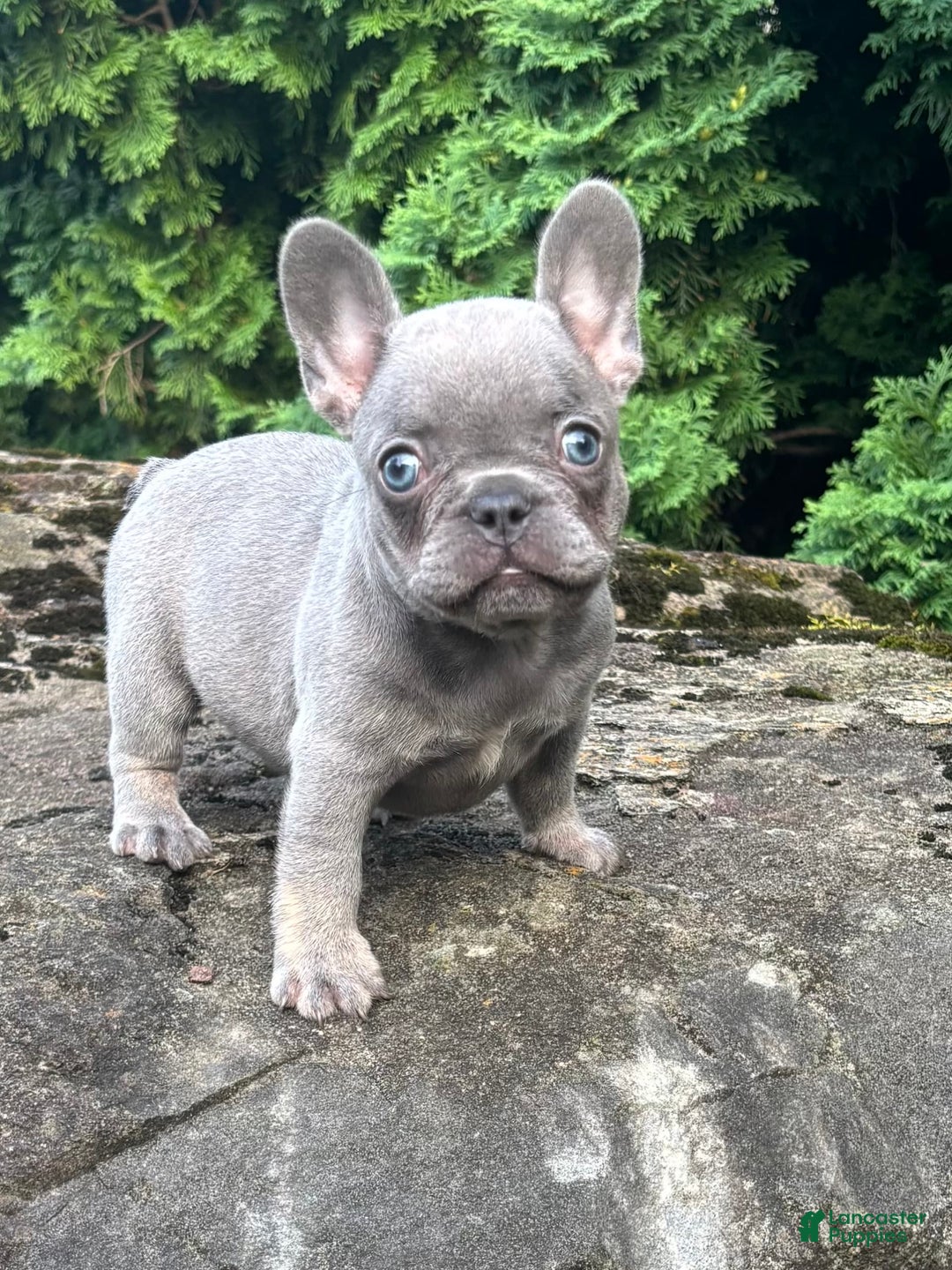 French Bulldog dogs for sale: Geoergia - Image 2