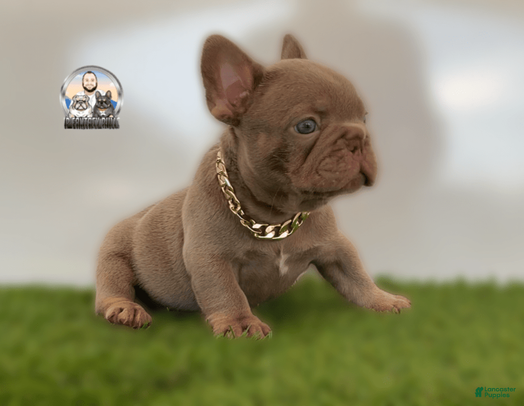 French Bulldog dogs for sale: Buddy - Image 5