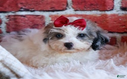 Bichpoo dogs for sale: Babe - Image 14