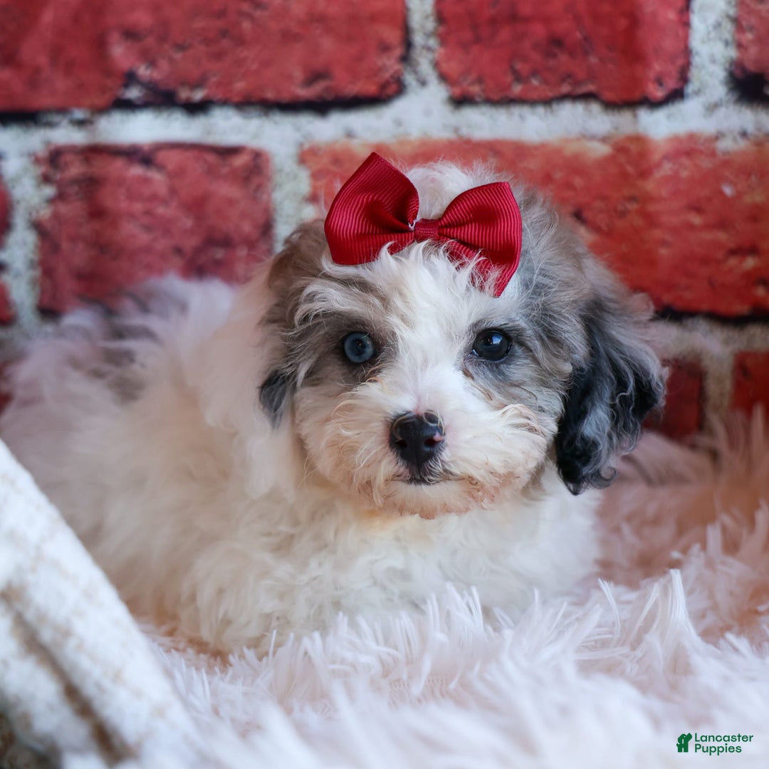 Bichpoo dogs for sale: Babe - Image 14