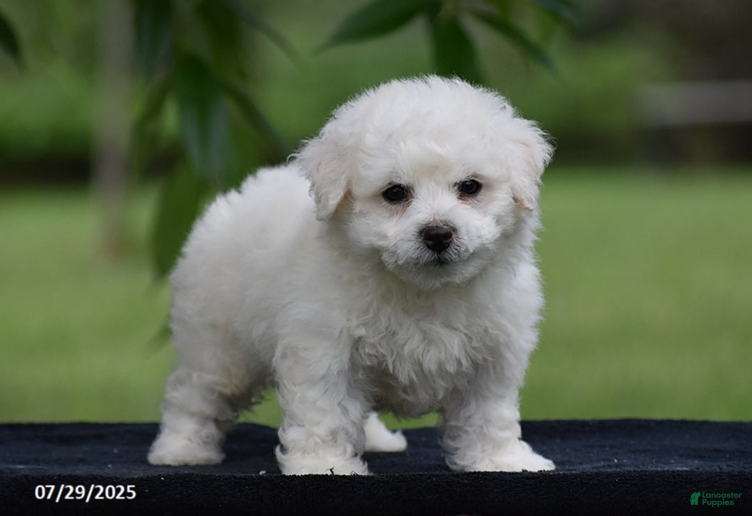 Bichon Frise dogs for sale: Teddie - Image 5