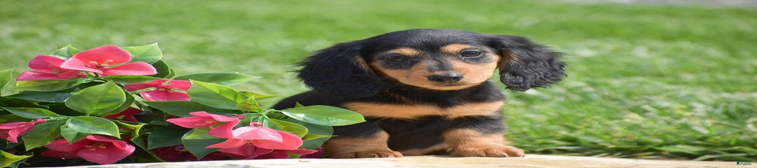 Delilah