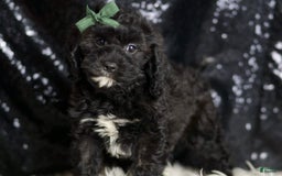 Cavapoo dogs for sale: Riddle - Image 2
