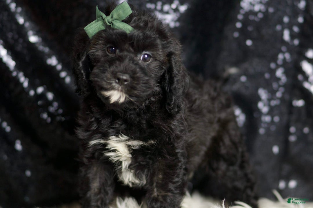Cavapoo dogs for sale: Riddle - Image 2