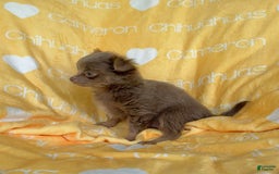 Chihuahua dogs for sale: Tobias Lavender Long Coat - Image 44