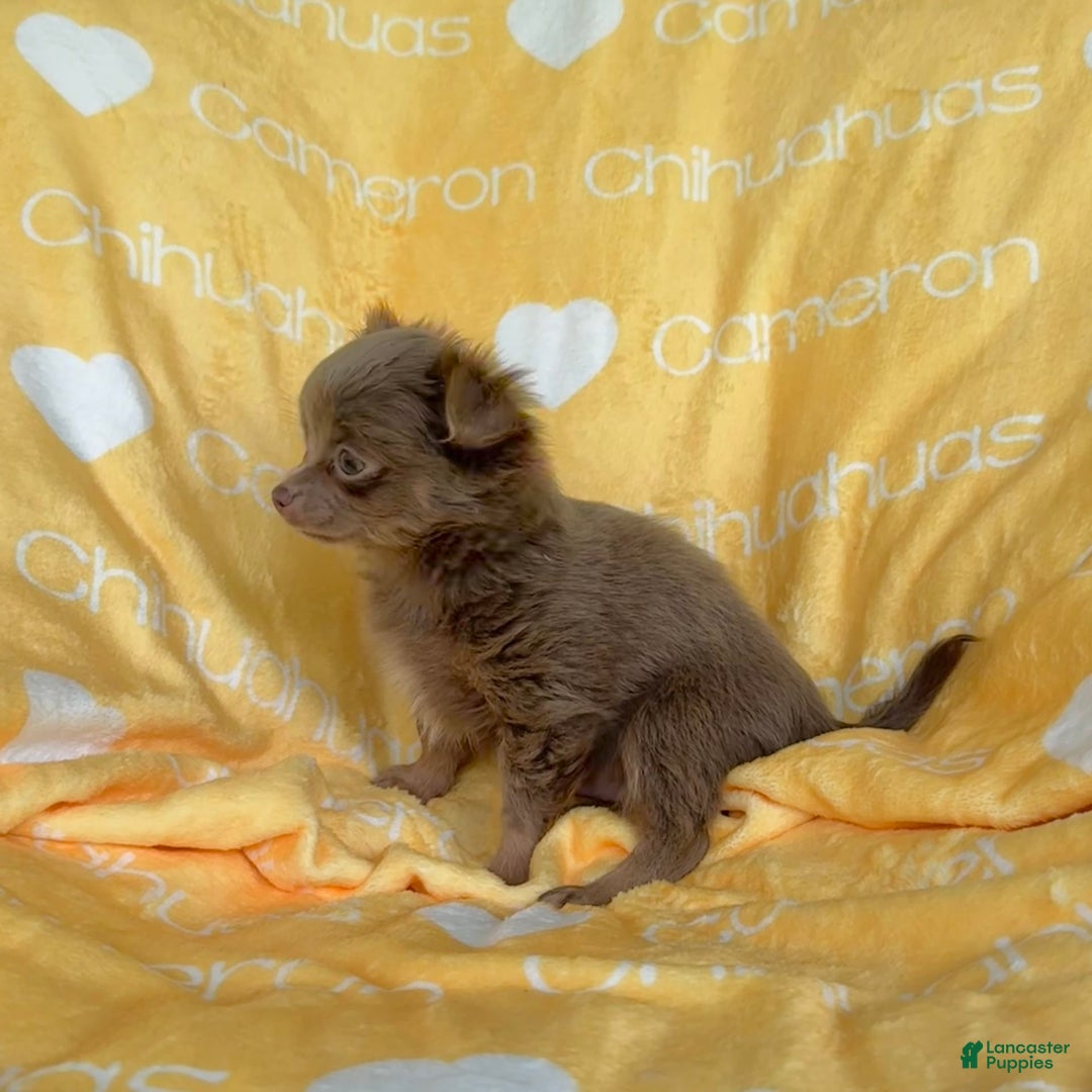 Chihuahua dogs for sale: Tobias Lavender Long Coat - Image 44