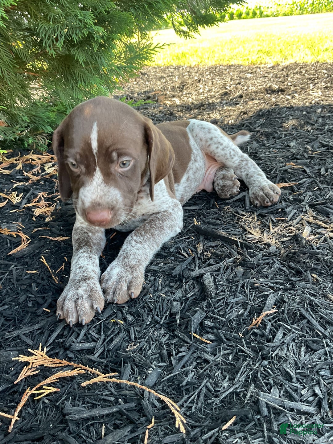 German Shorthaired Pointer dogs for sale: Kyler - Image 4