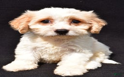 Cavachon dogs for sale: Buddy - Image 5
