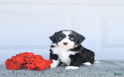 Miniature Bernese Mountain Dog dogs for sale: Mallory - Image 1